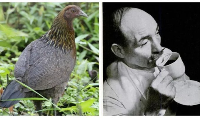 10 дивовижних фактів, які змінять ваші уявлення про історію (11 фото)