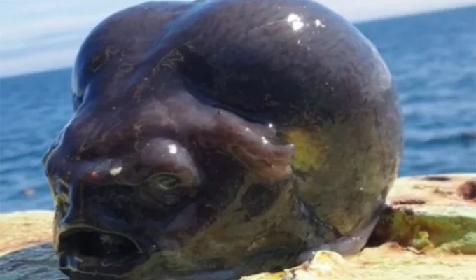 Аптоцикл: рыба-недоразумение (6 фото)