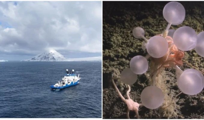 30 new species of living creatures discovered under the ice crust of Antarctica (6 photos + 1 video)