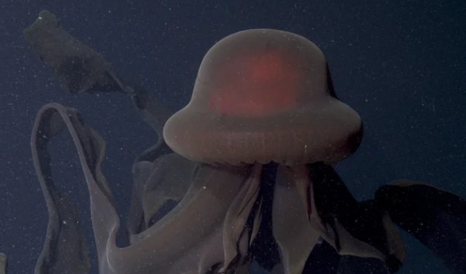 Phantom Jellyfish: A 10-Meter Ghost of the World's Oceans (4 photos) (photo)
