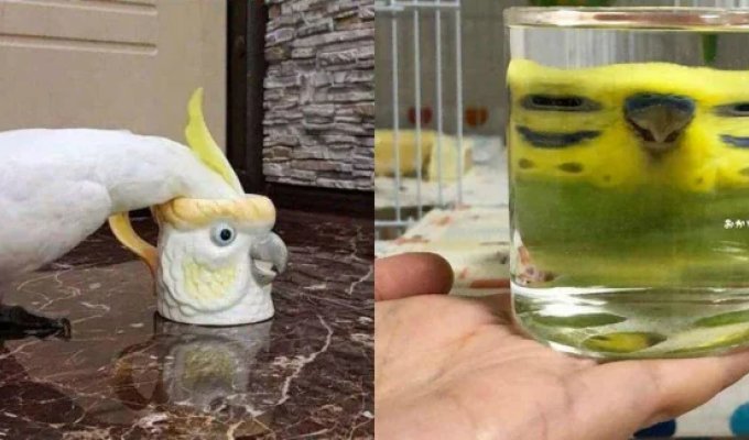 Птицы устали быть милыми — и вот что из этого вышло (24 фото)