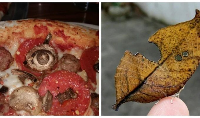 20 примеров оптических иллюзий, доказывающих, что наш мозг – это великий манипулятор (21 фото)