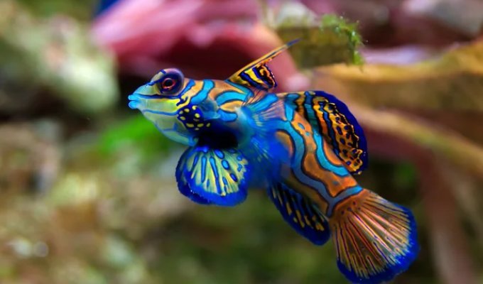 Mandarin Duck: The Most Psychedelic Fish on the Planet (5 photos)