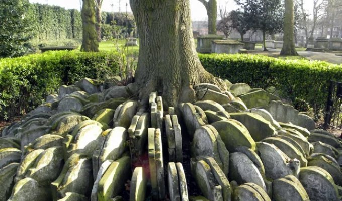 Hardy's grave tree with hundreds of tombstones (9 photos)