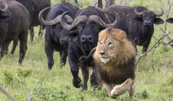 Black buffalo: 4 reasons why it got into the Big Five of especially dangerous animals (9 photos)