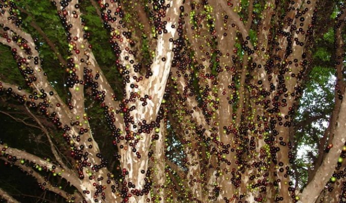 Jaboticaba – An Amazing Grape Tree (10 photos)