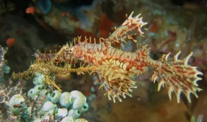 Amazing creations of nature that many have never even heard of (15 photos)