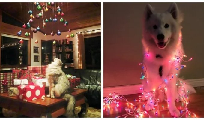 30 Striking Examples of How Pets Create a Difference in New Year's Coziness (31 photos)