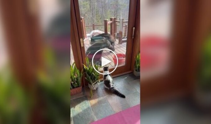 There is no animal scarier than a cat