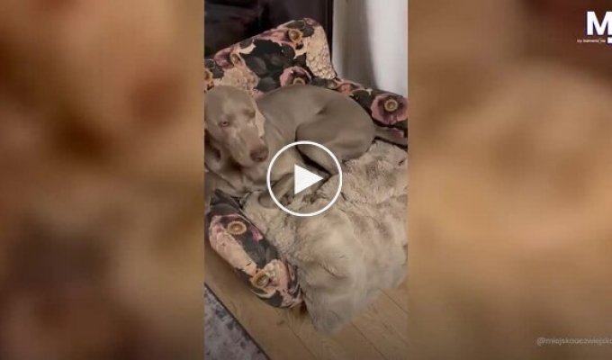 Four-legged "destroyers": dogs tore apart a bed in a house