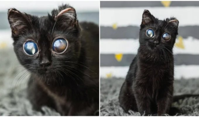 A Million Dollar Look: A Kitten with an Alien Appearance Overcame a Terrible Disease (3 photos)