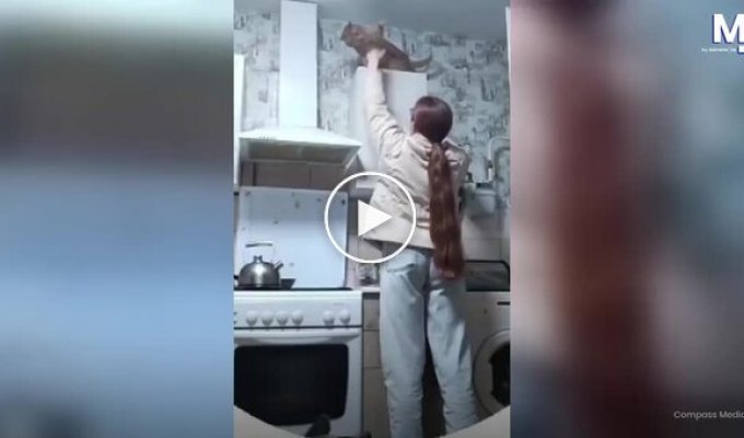 Спроба зняти кішку з шафи закінчилася несподіваним фіналом