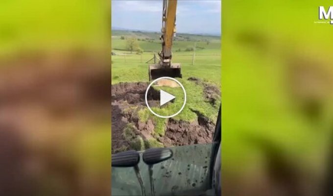 An excavator gave a dog an unusual ride