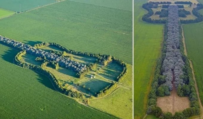 Аргентинский фермер вырастил «гитару» из 7000 деревьев (2 фото + 1 видео)