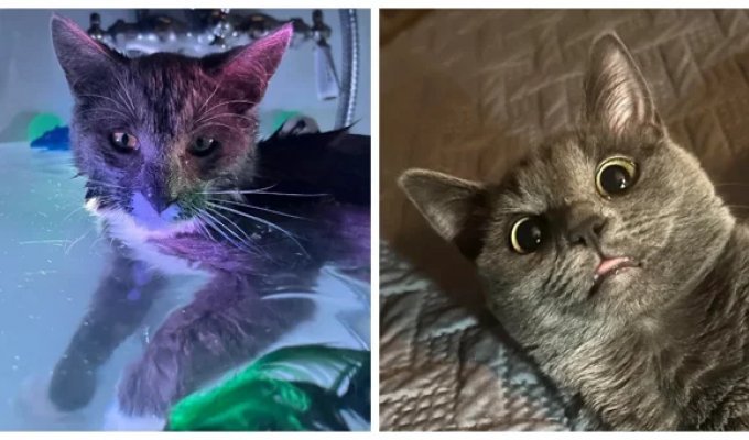 20 Photos of Cats Rocking It Out (21 photos)