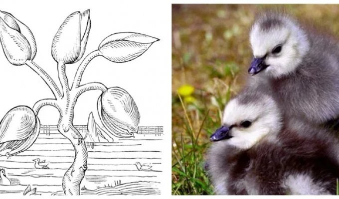 Geese in Trees: How One Legend Survived Centuries (10 photos)