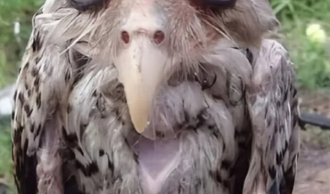 What a Drenched Owl Looks Like (4 photos)