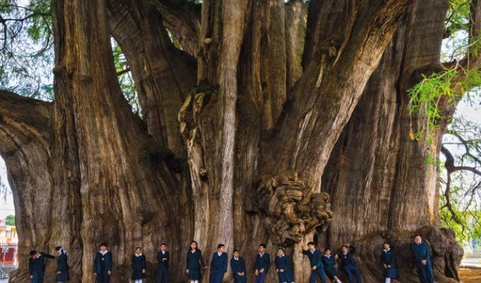 What Does the Tule Tree Look Like, an Ancient Cypress in Mexico with the World's Thickest Trunk (4 photos)