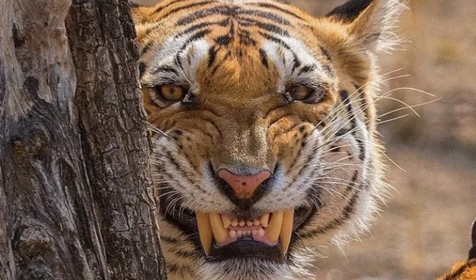 Секретна зброя тигра: її рик може паралізувати тварину чи людину (7 фото)