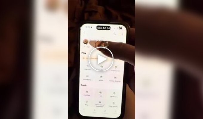 Телефон для кошек