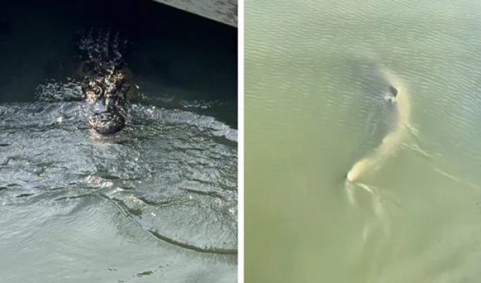 Alligator filmed swimming with sharks in the USA (6 photos + 1 video)