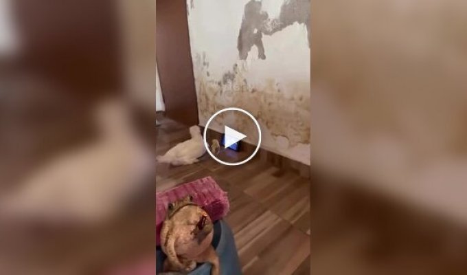 What's going on in this house