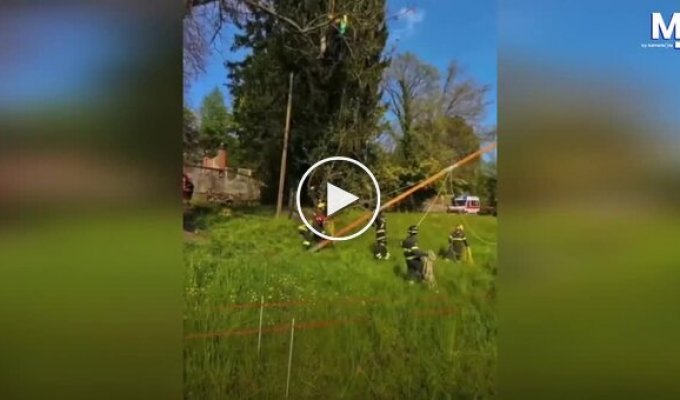 Firefighters rescued a paraglider stuck in a tree