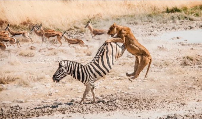 Zebras: They Don't Run from a Lion, They Fight! (13 photos)