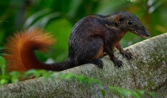 Great tree shrew: an alcoholic animal (8 photos)