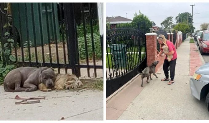 The touching story of inseparable homeless dogs (6 photos)