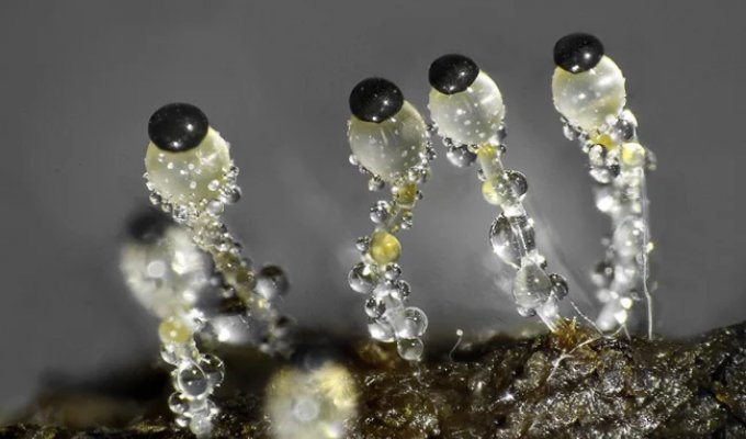 Гнойова гармата: істота, що стріляє швидше за автомат Калашнікова (5 фото)