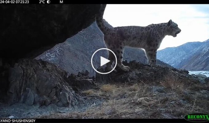 Travel cameras captured the singing of snow leopards