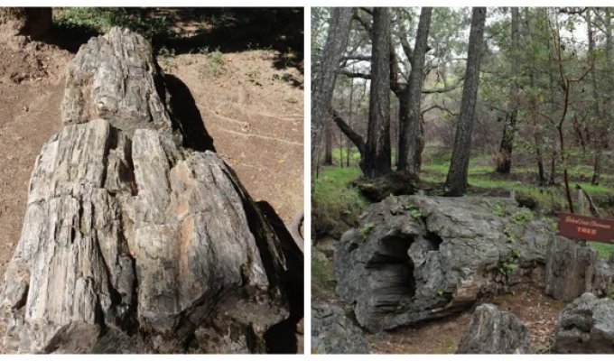 The Fossilized Ancient Giants of Calistoga, Defying Time (26 photos + 1 video)