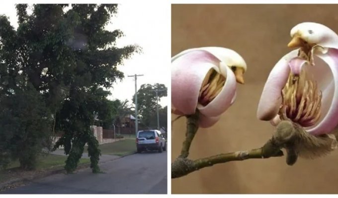 20 photos demonstrating the talents of nature's creatures in the art of camouflage (21 photos)