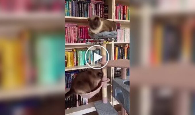 Упитанный кот выбрал не лучшее место для отдыха