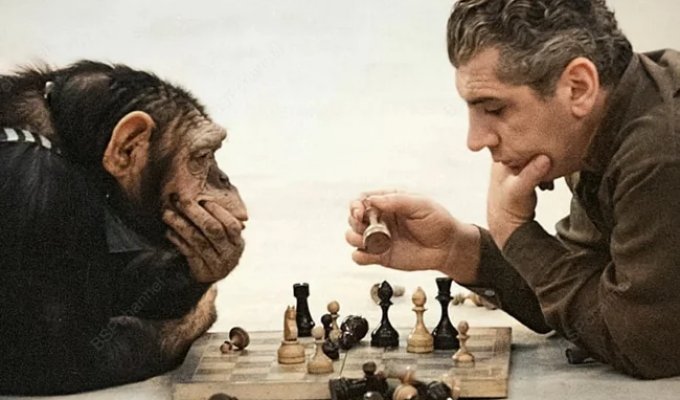 Удивительные и забавные фотографии с животными (21 фото)