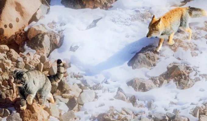 Тибетская лиса пожалела, что зашла на территорию манула (5 фото)