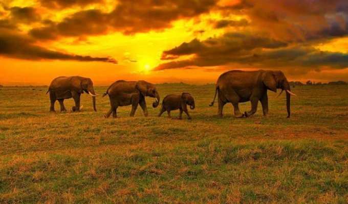 How do elephants understand death? (5 photos)