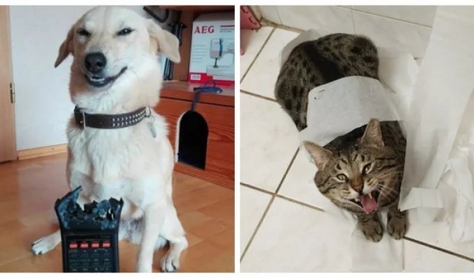 20 Examples Demonstrating the Genius of Our Pets in the Field of Pet Mischief (21 photos)