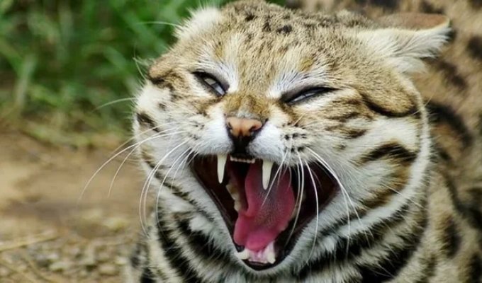 A Monster the Size of a Mug: The World's Deadliest Cat (11 photos)