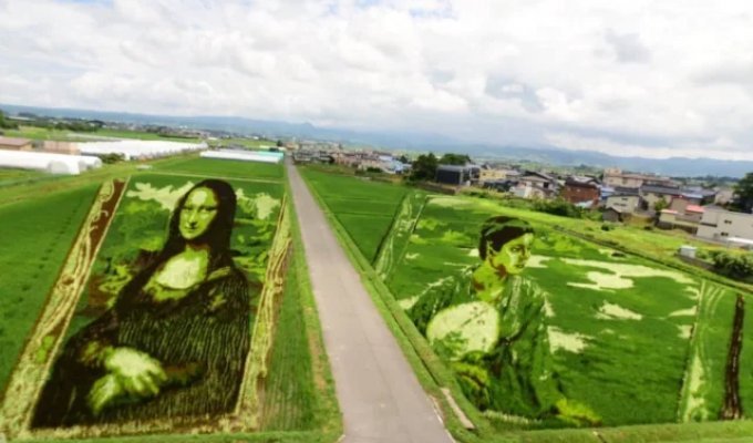 Rice Renaissance: How Japanese farmers turned fields into giant canvases (10 photos)