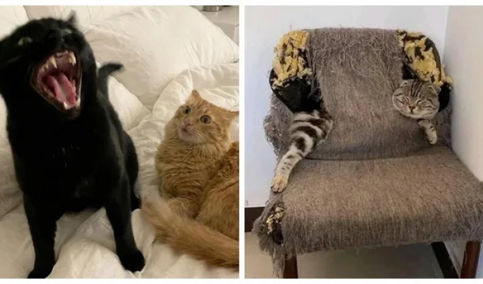 20 примеров занятий котиков, считающих, что их никто не видит (21 фото)