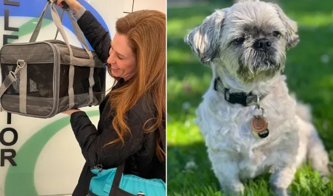 A woman cloned a deceased dog for $50,000 and now regrets her decision (5 photos)