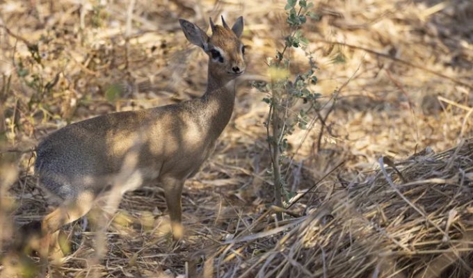 Дикдик: реальный зверь из Африки (13 фото)