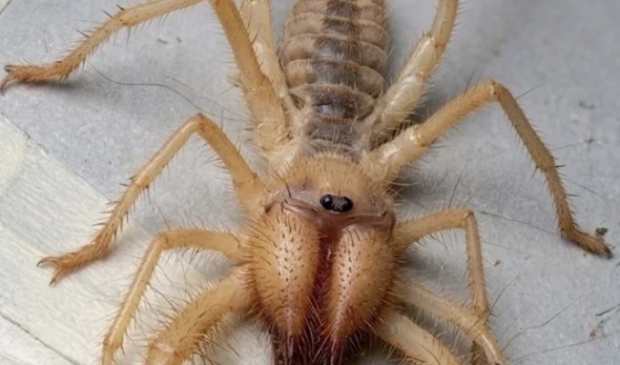 Существо из пустыни, которое пугает своим видом (3 фото)