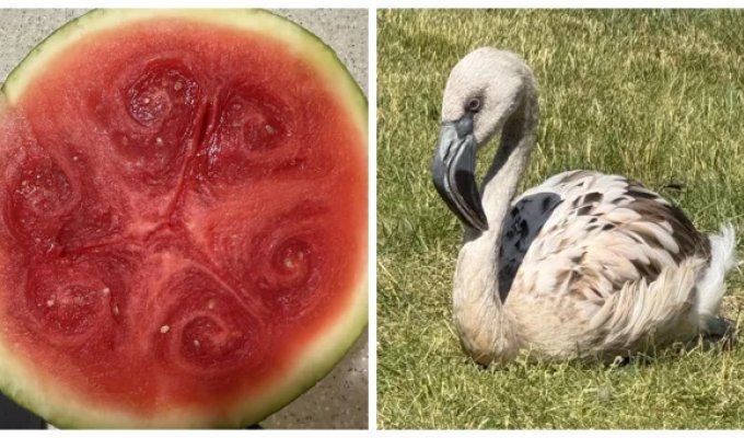 25 objects and phenomena that prove the multifaceted nature of our world (26 photos)
