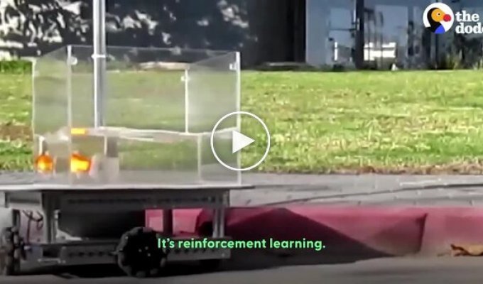 Золотих рибок навчили керувати акваріумобілем