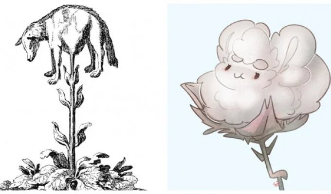 Lamb from Tartary: an amazing legend about a plant-animal (14 photos)