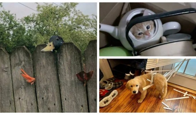 30 funny photos of animals in precarious situations (31 photos)