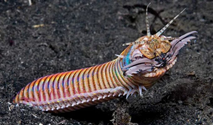Bobbitt worm: they turned the ocean into a death trap (10 photos)